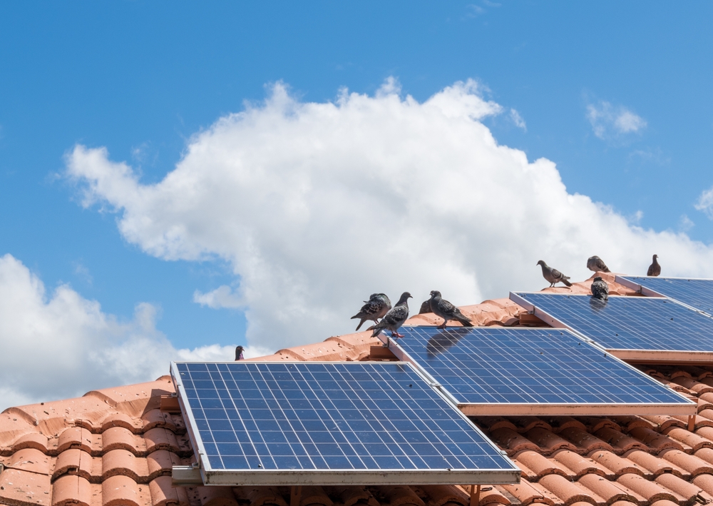 Birds,sitting,on,solar,panels,on,tiled,roof,of,house,